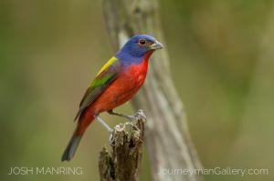 Josh Manring Photographer Decor Wall Art -  Florida Birds Everglades -14.jpg